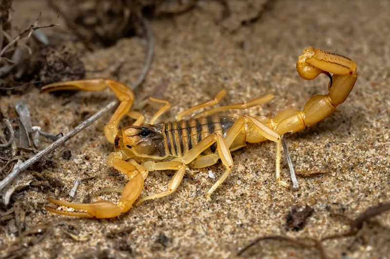 Escorpião amarelo