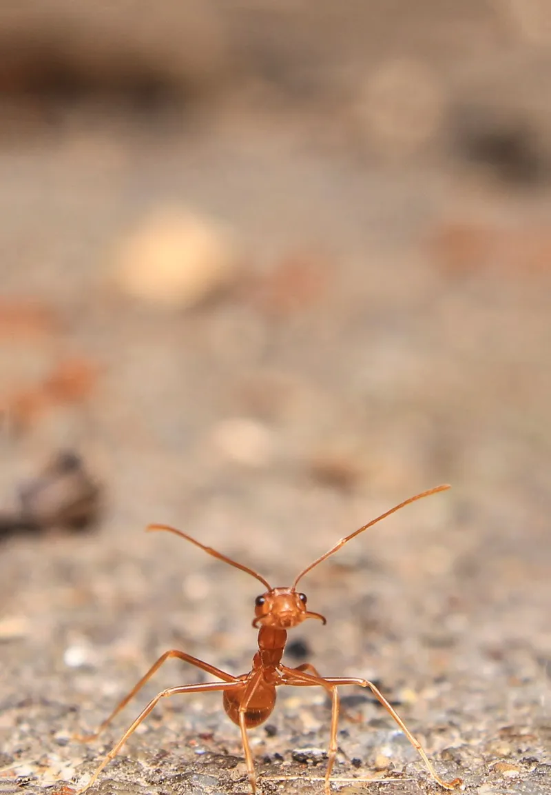 Formiga