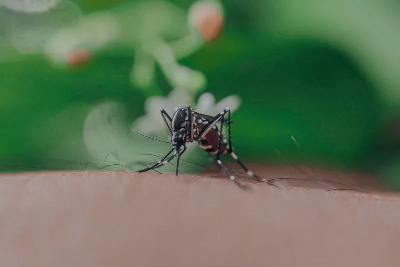 Mosquito