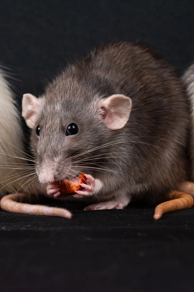 Rato